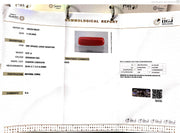 9.68/CT Natural Red Coral With Govt. Lab Certificate